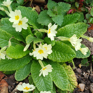Primula vulgaris (common primrose) with soft yellow flowers growing in shaded woodland conditions, a native UK early spring wildflower.