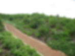 Biodiversity landscape with native and indigenous planting to provide habitat