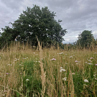 Biodiversity Net Gain and Climate Change Guidance from the CIEEM