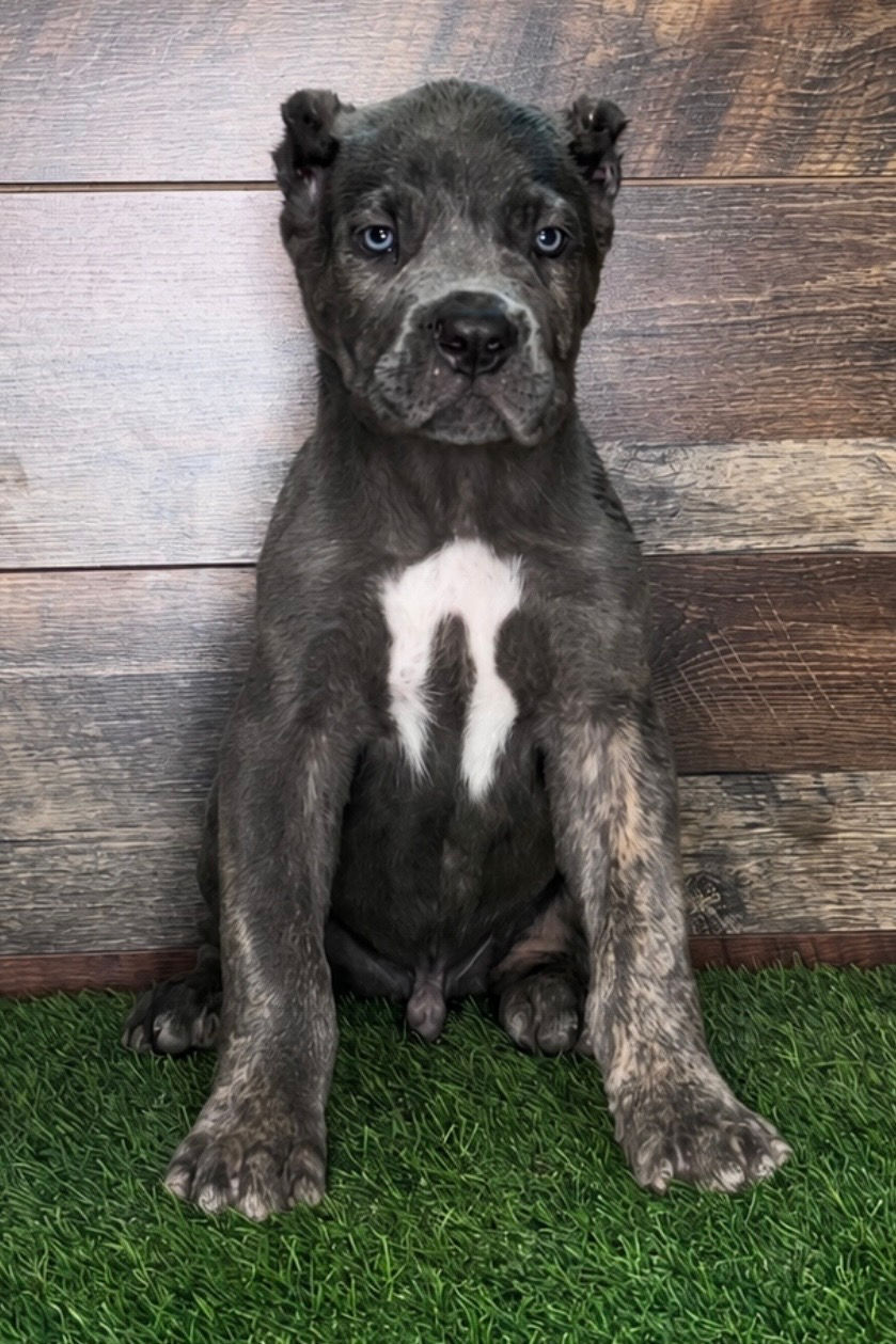 Blue Brindle Male