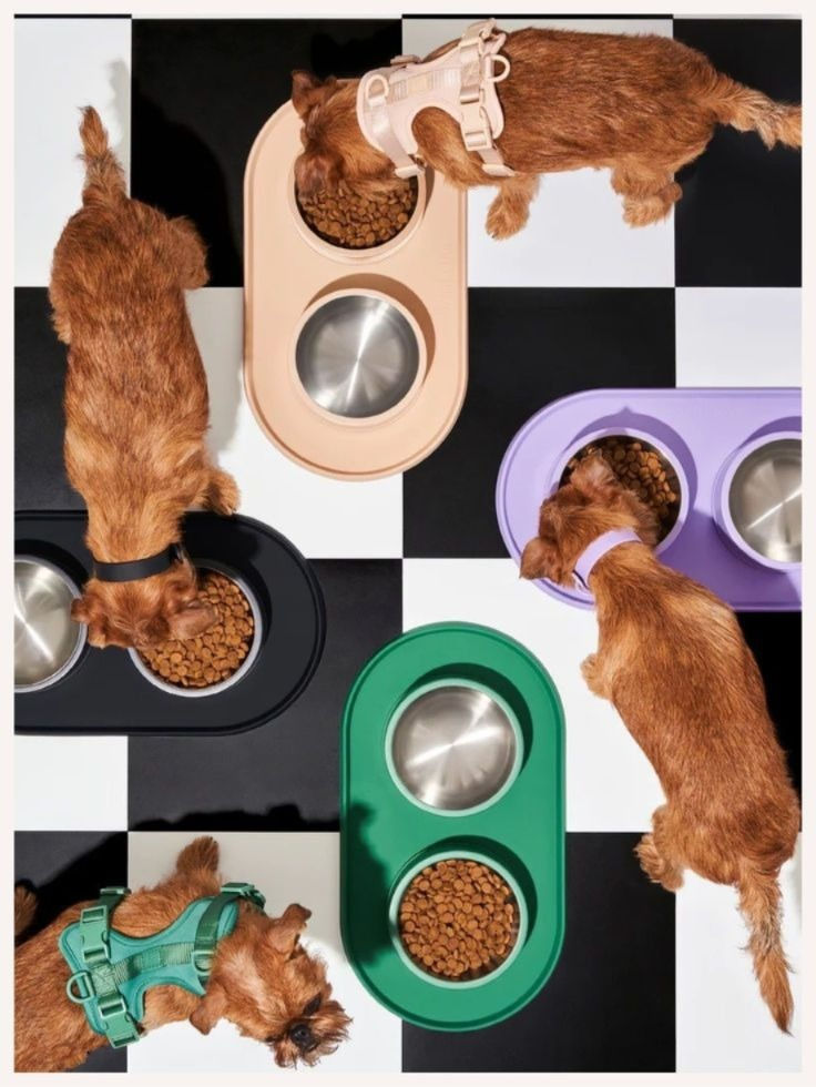 Pet Acessories