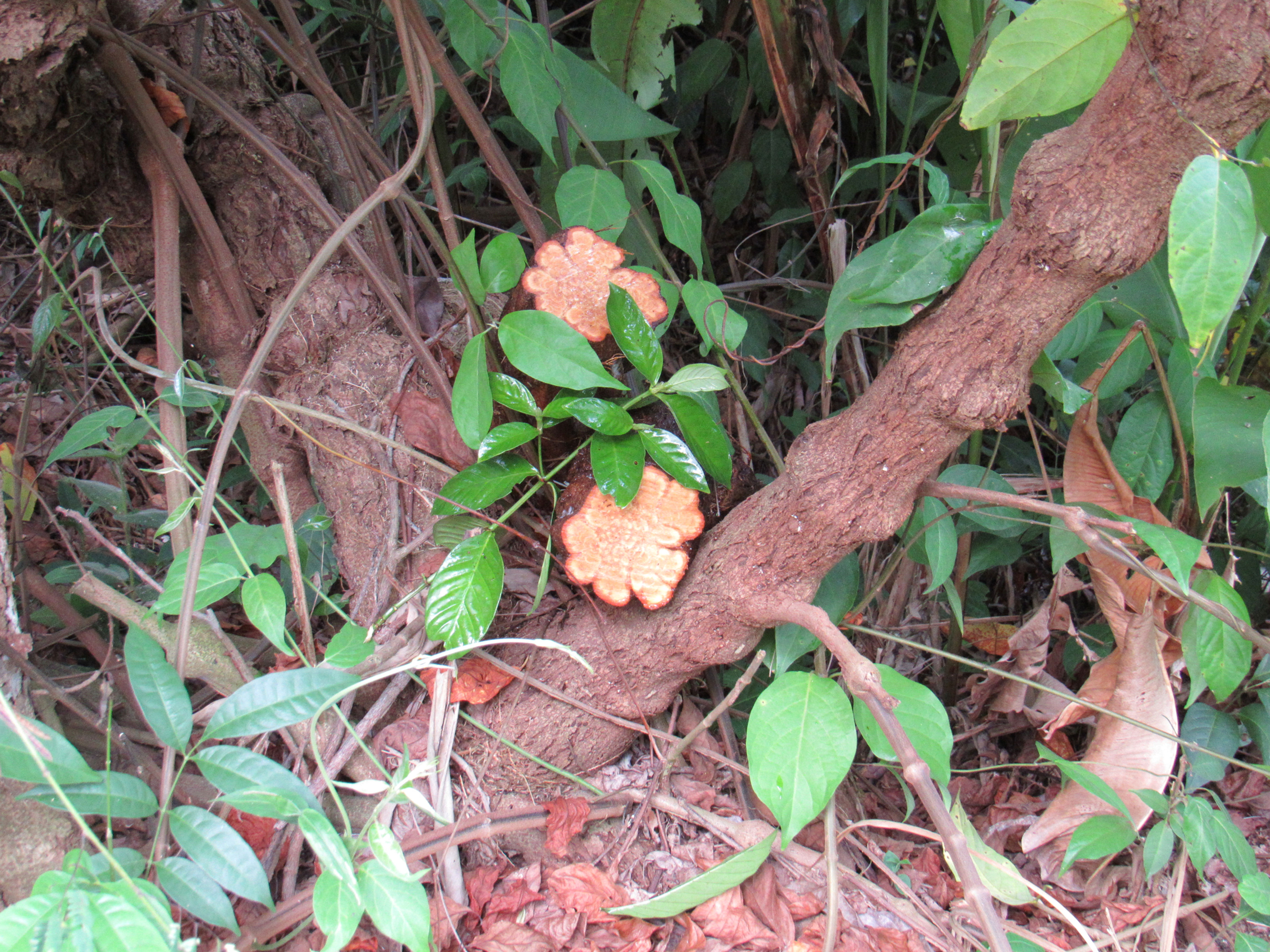Mudas de "Jagube"/"Mariri" (Banisteriopsis caapi)