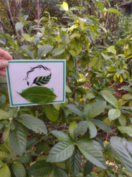 Muda de Rainha / Chacruna (Psychotria viridis)