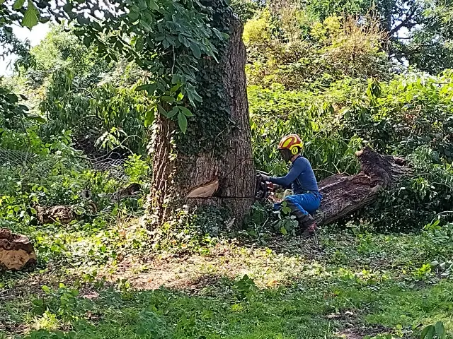 Baumpfleger in Schutzkleidung bereitet Baum fällen vor