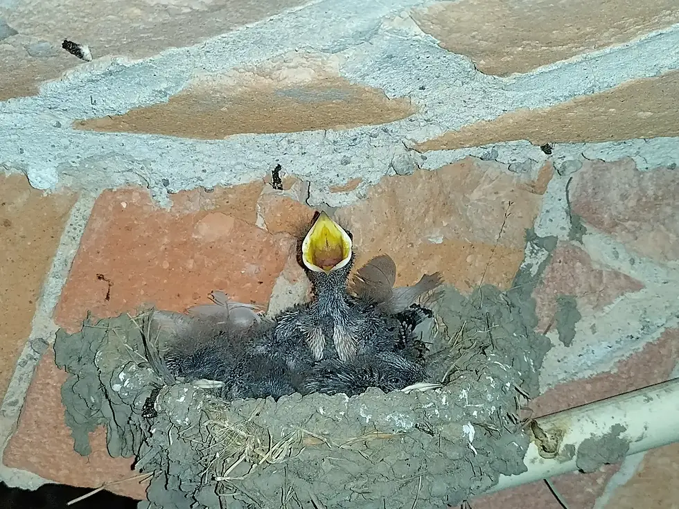Küken schreit im Nest an einer Backsteinwand. Der weit geöffnete Schnabel steht im Kontrast zu den erdigen Tönen des Hintergrunds.