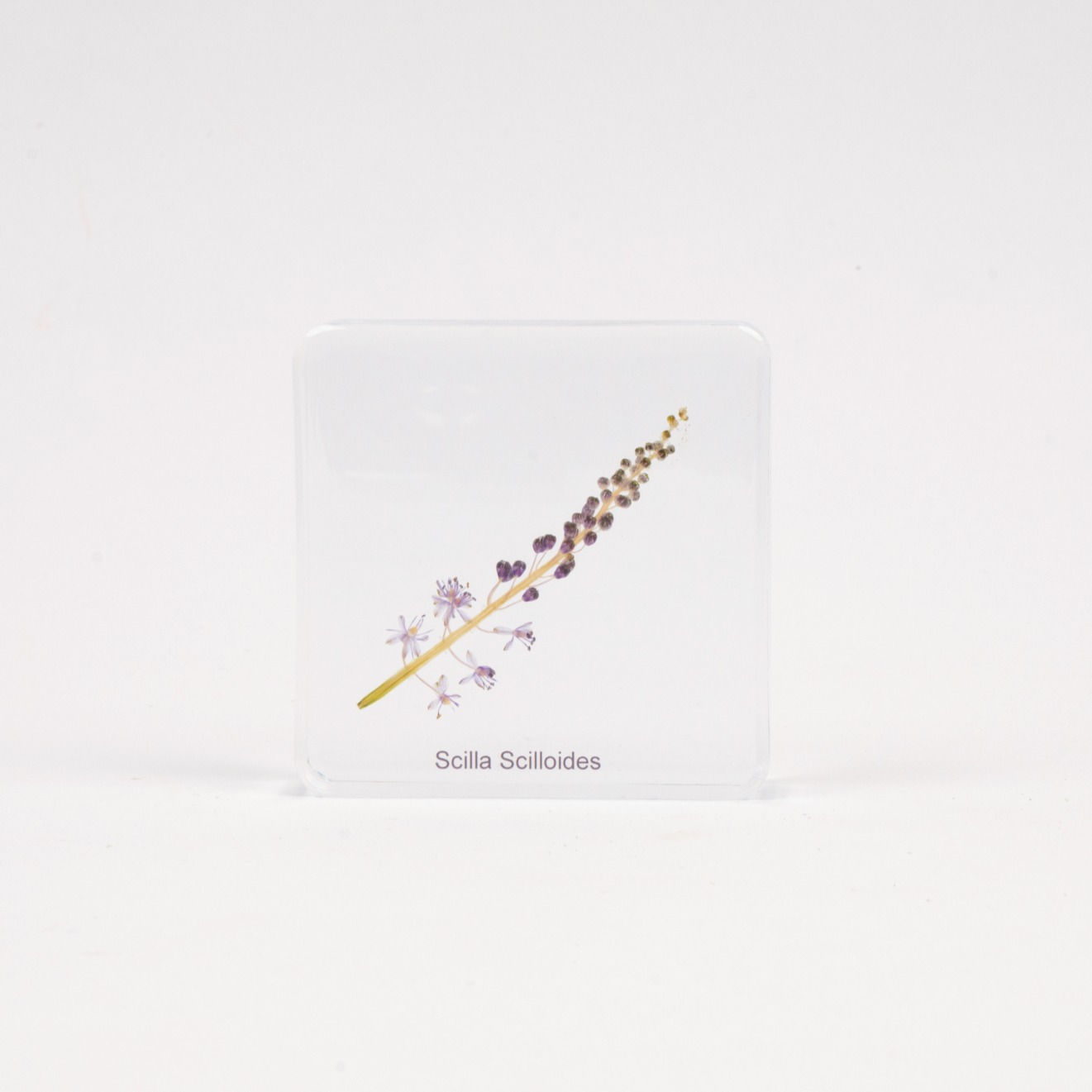 Scilla Scilloides Specimen
