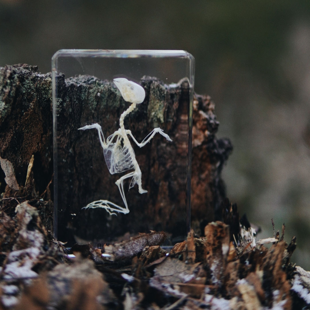 Bird Skeleton