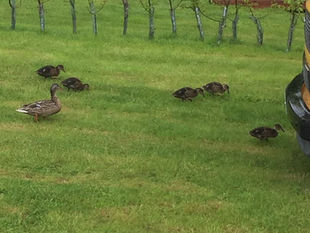 Goose & Chicks