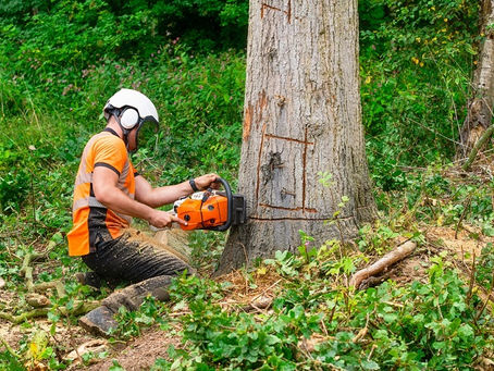 tree removal melbourne