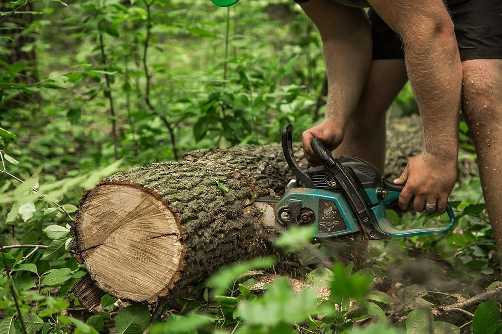 tree removal melbourne
