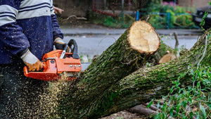tree cutting service melbourne