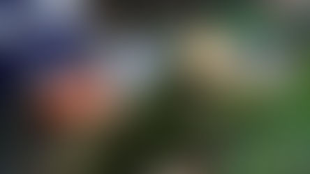 tree cutting service melbourne