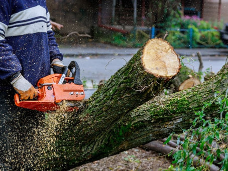 tree cutting service melbourne