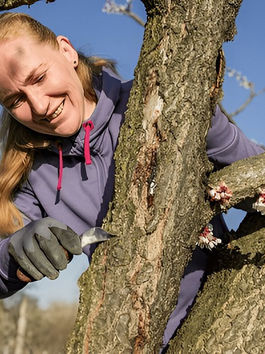 The Ultimate Guide To Choosing Tree Cutting Service In Melbourne