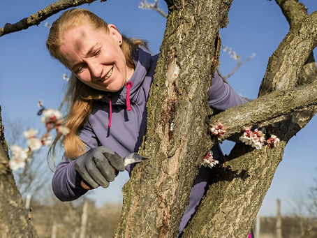 The Ultimate Guide To Choosing Tree Cutting Service In Melbourne