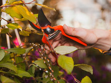 tree pruning officer