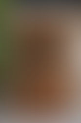 Timber Doors Ringwood