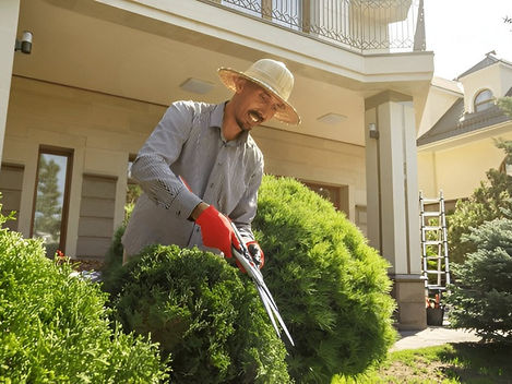 Choosing The Right Tree Pruning Service: A Comprehensive Guide