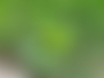 Achieving A Weed Free Lawn with The Help Of Trusted Experts
