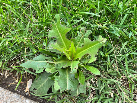 Achieving A Weed Free Lawn with The Help Of Trusted Experts