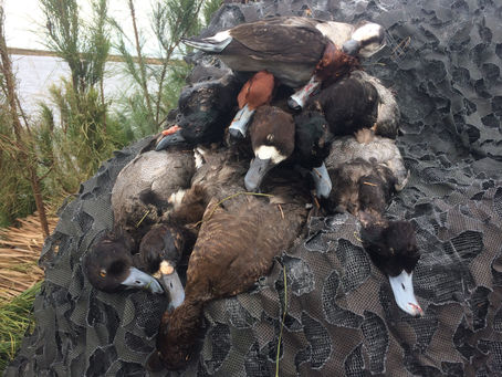 DUCK HUNTS SOON TO BEGIN