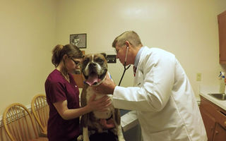 Onslow Animal Hospital | Jacksonville NC | Veterinarian Onslow Animal Hospital | Jacksonville NC | Veterinarian