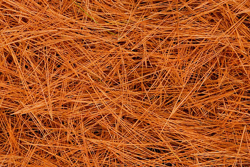 Pine Straw edited.jpg