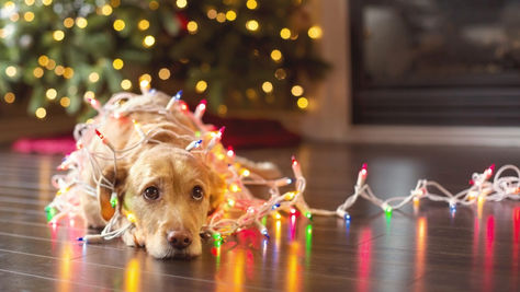 Χριστούγεννα και... πατούσες: Εξασφαλίστε τα κατοικίδια σας κατά τη διάρκεια των εορτών