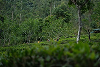 DSCF9144.JPG