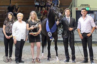Shayan de Magnifique - Best Austrian Stallion Wels 2018