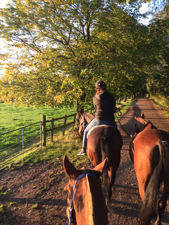 Walking out the ponies after polo. Around Horton Country Park, Epsom, Surrey