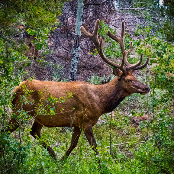 Elk on Bear Lake to Howell Park Trail