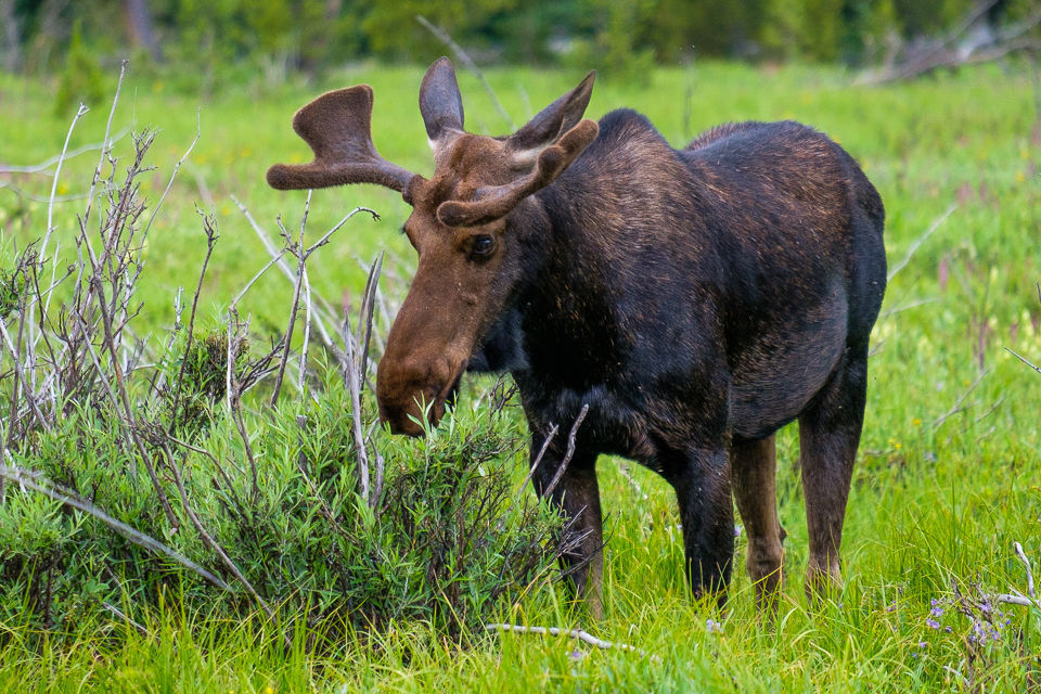 Moose On The West Side of RMNP