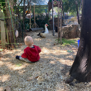 Celebrating 10 Years of Nature Pedagogy at WVELC: A Home, Not an Institution