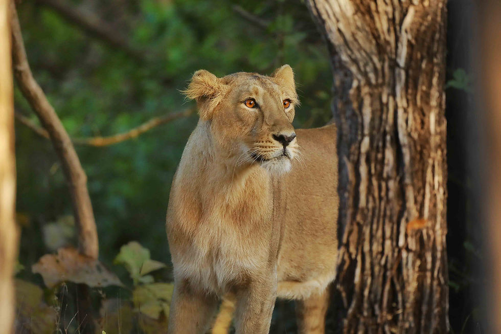 An Asiatic Lion(ess).