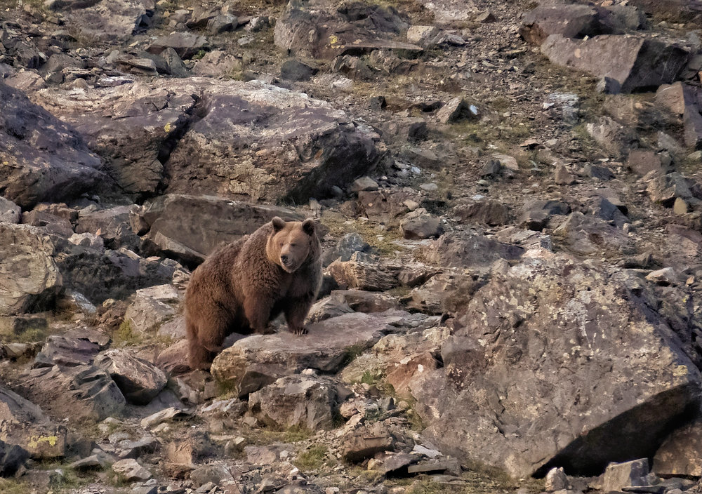The Best Places To Find The Himalayan Black Bear And Brown Bear In India the-best-places-to-find-the-himalayan-black-bear-and-brown-bear-in-india
