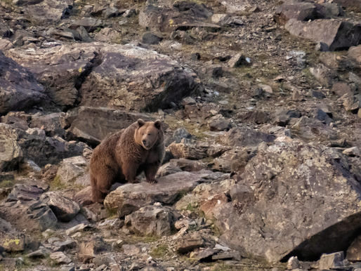 The best places to find the Himalayan Black Bear and Brown Bear in India