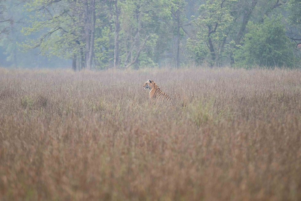 Royal Bengal Tiger.