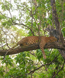 leopard tree (1)_edited_edited_edited.jp