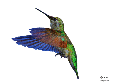 326781_b14d9.gif