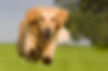 long term pet friendly rv park.jpeg