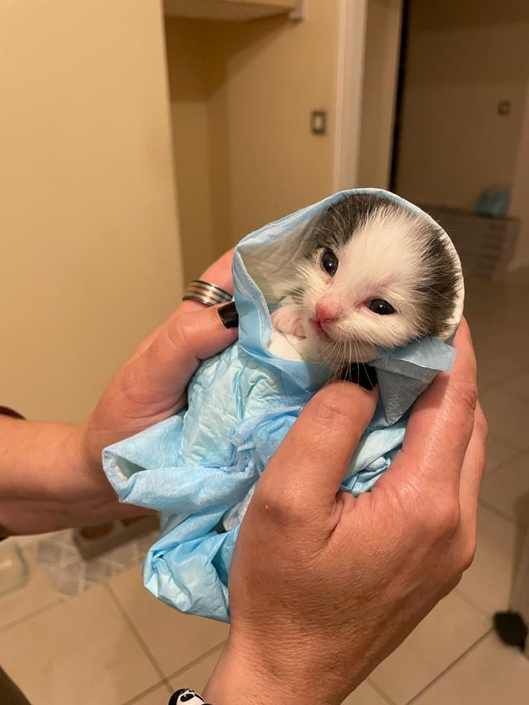 bib