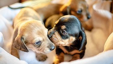 chiots