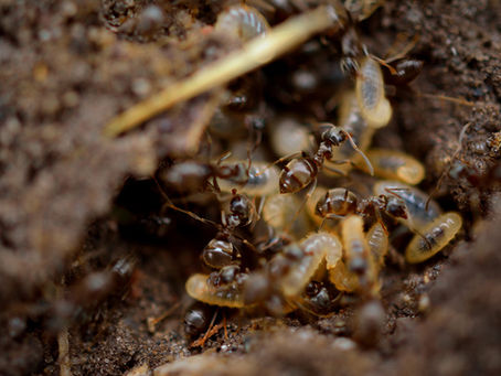 How do you tell if your home has termites?