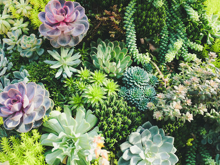Tips for creating a water-wise garden