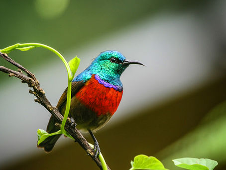 How to create a garden that attracts birds