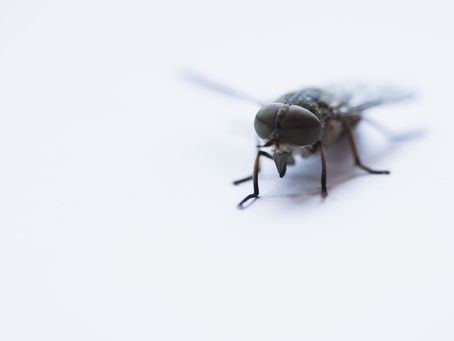 Why cleaning and pest control go hand-in-hand