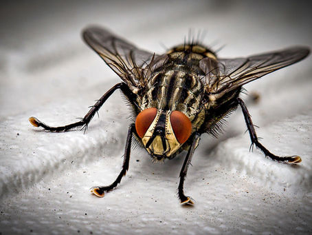How do you know when pest control has worked?