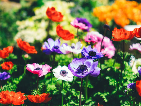 How to bring more colour into your garden