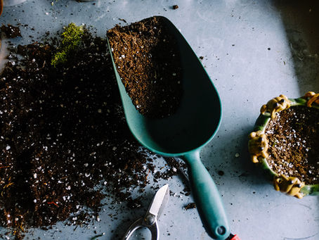 Burying organic food waste can make your garden flourish
